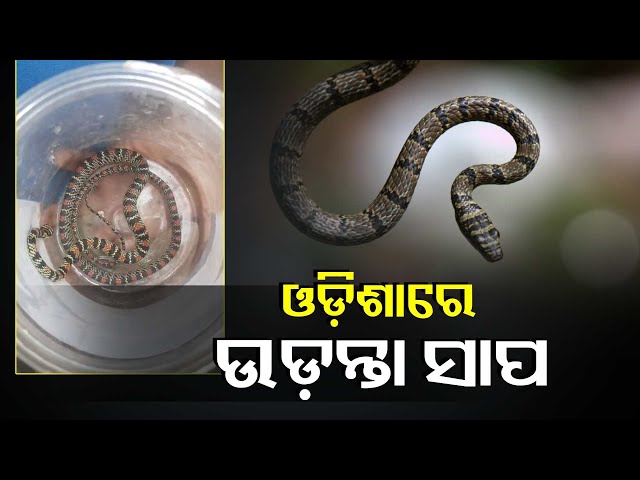 କୋରାପୁଟର-ଜୟପୁର-ସହରରୁ-ଉଡ଼ନ୍ତା-ଚିତି-ସାପ-ଉଦ୍ଧାର-||knews-odisha