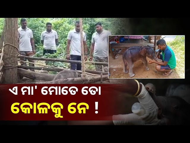 ହାତୀ-ଛୁଆକୁ-ଛୁଇଁ-ଦେଲା-ମଣିଷ,-ଗ୍ରହଣ-କରୁନି-ମାଆ,-ବିପଦରେ-ଅଛି-ଶାବକ-ହାତୀର-ଜୀବନ-||knews-odisha