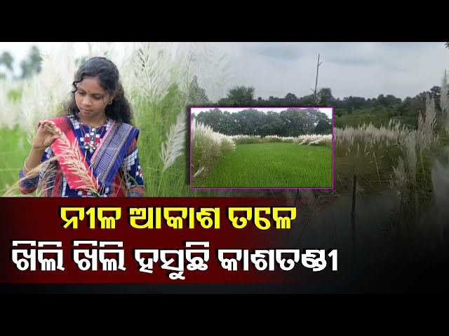 ପ୍ରକୃତି-ସ୍ୱରୁପା-ମା’ଙ୍କ-ଆଗମନର-ସଙ୍କେତ-ଦେଉଛି-କାଶତଣ୍ଡୀ-ଫୁଲ,-ସଜେଇ-ହେଇଛି-ଧରଣୀରାଣୀ-||knews-odisha