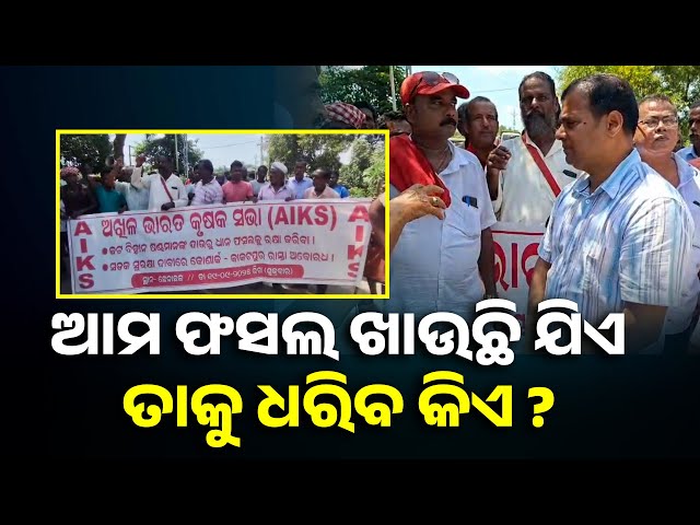 ବୁଲା-ଗାଈ-ଗୋରୁଙ୍କ-ଉତ୍ପାତରେ-ଅତିଷ୍ଠ-କୃଷକଙ୍କ-ରାସ୍ତାରୋକ-||-knews-odisha