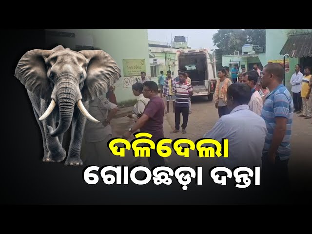 ଦନ୍ତା-ଦେଖି-ଥରହର-ଗାଁ,-ଭୟରେ-ଘରୁ-ବାହାରୁ-ନାହାନ୍ତି-ଲୋକେ-||knews-odisha