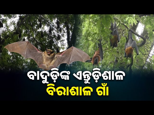 ୧୦୦-ବର୍ଷରୁ-ଉର୍ଦ୍ଧ-ସମୟ-ଧରି-ଗାଁରେ-ବାସ-କରୁଛନ୍ତି-ହଜାର-ହଜାର-ବାଦୁଡ଼ି-|-knews-odisha