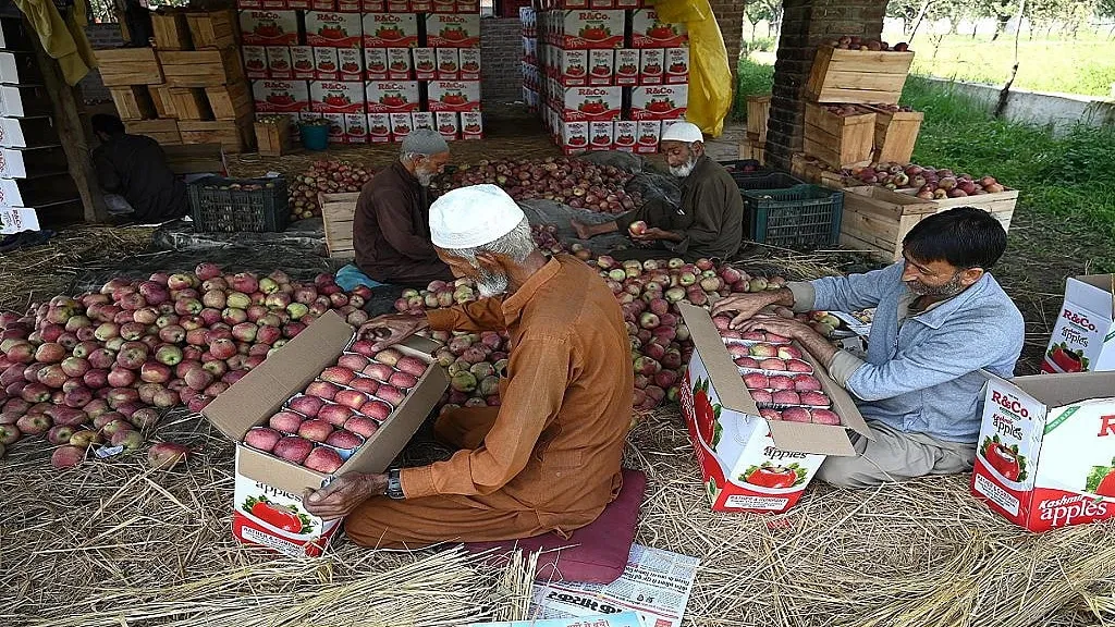 ଲଗାଣ-ବର୍ଷା-ଜନିତ-ବନ୍ୟା-ଓ-ଭୂ-ସ୍ଖଳନ-ଉଜାଡି-ଦେଲା-କାଶ୍ମୀରର-ସେଓ-ଫସଲ,-ଚିନ୍ତାରେ-ଚାଷୀ