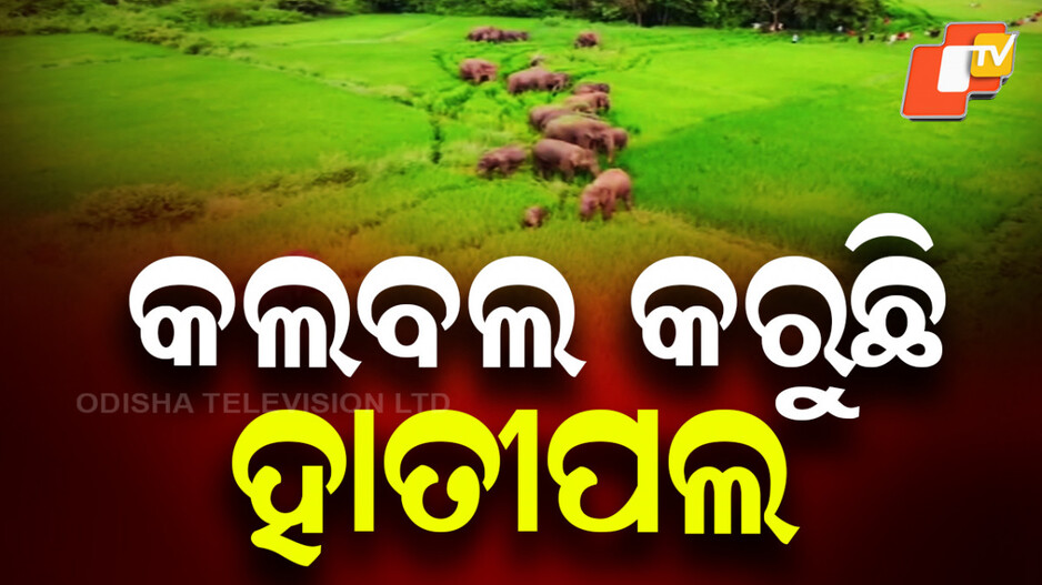 elephants-tracked:-ଧାନ-ବିଲରେ-୨୯-ଟିକିଆ-ହାତୀପଲ