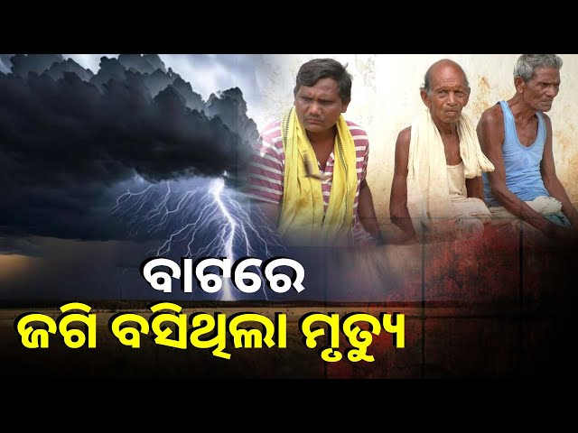 ବର୍ଷାରୁ-ରକ୍ଷା-ପାଇବା-ପାଇଁ-ଗଛତଳେ-ଠିଆ-ହୋଇଥିଲେ,-କିନ୍ତୁ-ବଜ୍ରାଘାତରେ-ଚାଲିଗଲା-ଜୀବନ-||knews-odisha