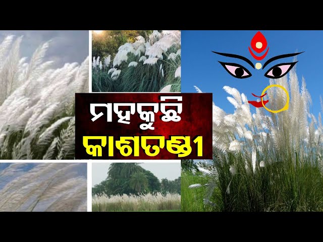 ମା’-ଜଗତ-ଜନନୀଙ୍କ-ଆଗମନର-ସୂଚନା-ଦେଉଛି-କାଶତଣ୍ଡି-||-knews-odisha