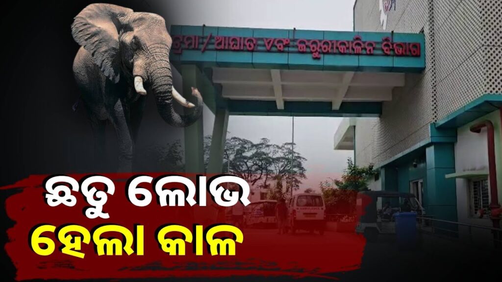 ଜଙ୍ଗଲକୁ-ଛତୁ-ତୋଳିବାକୁ-ଯାଇ-ଏମିତି-ଭାବରେ-ପ୍ରାଣ-ହରାଇଲେ-ସୁବାସ-||knews-odisha