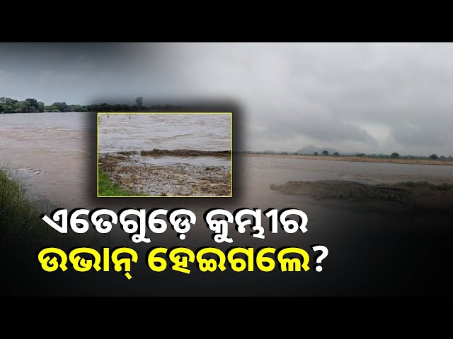 ଗୋଟେ-କି-ଦୁଇଟା-ନୁହେଁ-ଏକାଧିକ-କୁମ୍ଭୀର-ଫଟୋ-ଏବେ-ଭାଇରଲ-ହେବାରେ-ଲାଗିଛି-||knews-odisha