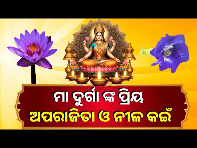ଅପରାଜିତା-ଓ-ନୀଳ-କଇଁ-ପୁଷ୍ପ-ଜଗତଜନନୀ-ମା-ଦୁର୍ଗା-ଙ୍କ-କାହିଁକି-ହେଲା-ପ୍ରିୟ-||-knews-odisha