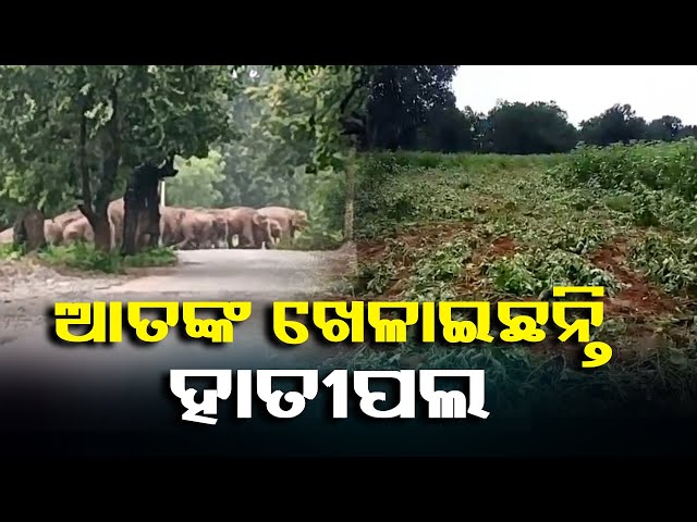ଏ-ଜଙ୍ଗଲରୁ-ସେ-ଜଙ୍ଗଲ-ପାର୍-ହେଉଛନ୍ତି-ହାତୀପଲ,-ନଷ୍ଟ-କରୁଛନ୍ତି-ଚାଷୀଙ୍କ-ଫସଲ-||-knews-odisha