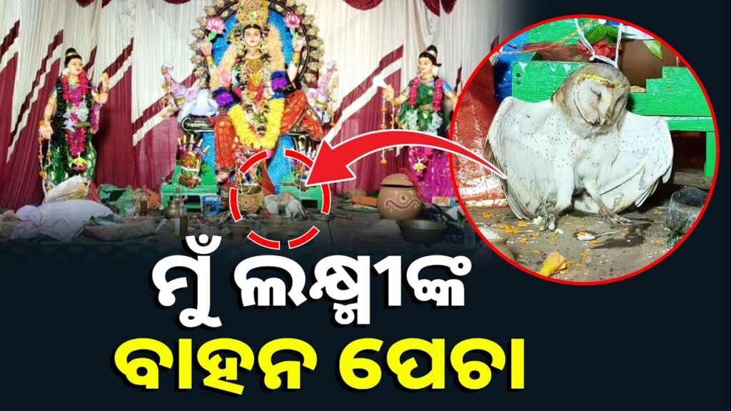 ଗଜଲକ୍ଷ୍ମୀଙ୍କ-ମୃଣ୍ମୟୀ-ମୂର୍ତ୍ତି-ପାଖରେ-ସତସତିକା-ବାହନ-ପେଚା,-ବସିରହିଛି-ମାଆଙ୍କ-ପାଦ-ତଳେ-||-knews-odisha
