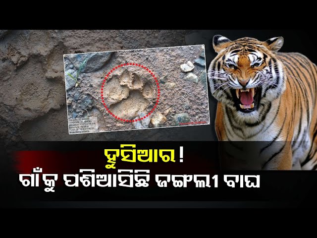 ଜଙ୍ଗଲରୁ-ମିଳିଲା-ବାଘର-ପାଦଚିହ୍ନ,-ସ୍ଥାନୀୟ-ଅଞ୍ଚଳରେ-କୋକୁଆ-ଭୟ-||knews-odisha