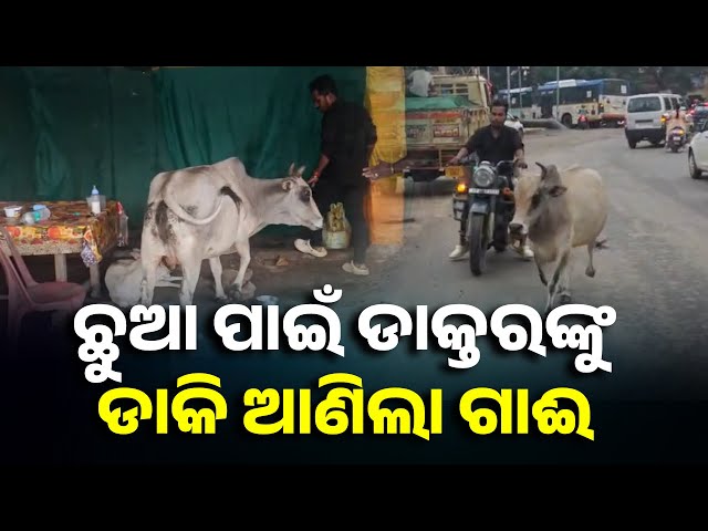 ବିଶ୍ବାସ-ହେଉ-ନଥିବ-ନିଶ୍ଚୟ,-ଏ-ଭିଡିଓ-ଦେଖିଲେ-ହିଁ-ଅନୁଭବ-କରି-ପାରିବେ-||-knews-odisha