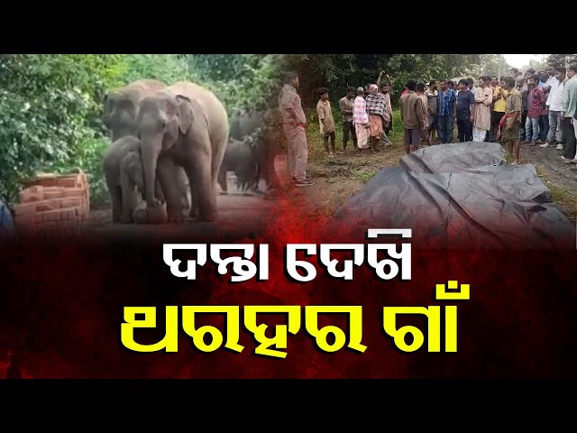 ଦଳିଦେଲା-ଦନ୍ତା,-ଚାଲିଗଲା-ଯୁବକଙ୍କ-ଜୀବନ-||-knews-odisha