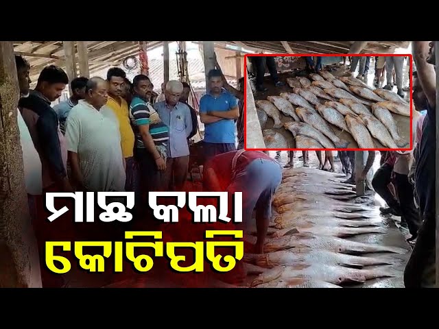 ମତ୍ସ୍ୟଜୀବୀଙ୍କ-ଜାଲରେ-ପଡ଼ିଲା-୯୦ଟି-ତେଲିଆ-ଭୋଲା-ମାଛ,-ଏକ-କୋଟି-ଟଙ୍କାରେ-ନିଲାମ-||-knews-odisha