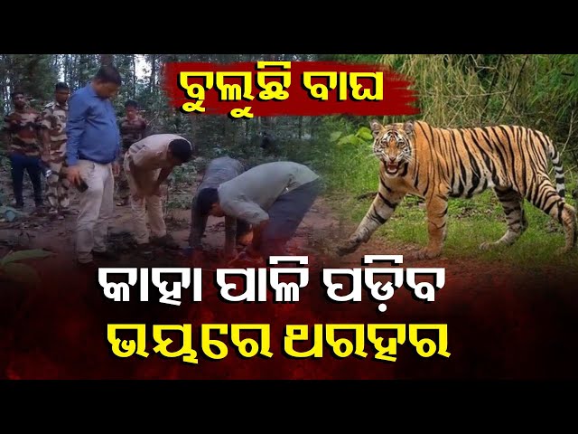 କାମାକ୍ଷାନଗର-ଅଞ୍ଚଳରେ-ବାଘ-ଆତଙ୍କ-,-ଭୟରେ-ଦିନ-କାଟୁଛନ୍ତି-ଲୋକେ-||-knews-odisha