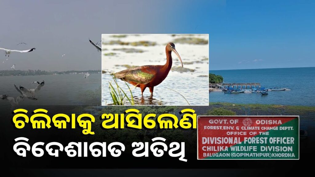 ନୀଳ-ଜଳରାଶି-ଉପରେ-ଘୁରି-ବୁଲୁଛନ୍ତି-ବିଦେଶାଗତ-ପକ୍ଷୀ,-କିଚିରି-ମିଚିରି-ଶବ୍ଦରେ-କମ୍ପୁଛି-ଚିଲିକା-||knews-odisha