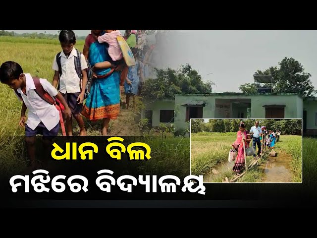 ନାଳ-ଉପରେ-ବାଉଁଶ-ଚାର-ସାହାଯ୍ୟରେ-ଯାତାୟତ-କରୁଛନ୍ତି-ଛାତ୍ରଛାତ୍ରୀ-ଓ-ଶିକ୍ଷକ,-ବର୍ଷା-ଦିନେ-ଅବସ୍ଥା-କହିଲେ-ନସରେ