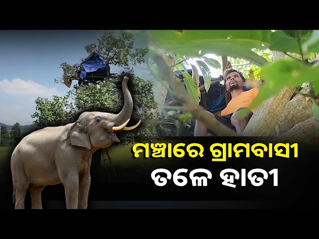 ହାତୀ-ପାଇଁ-ଚାଷୀ-ଉଜାଗର,-ନିଜର-ଧାନ-ଫସଲ-ସୁରକ୍ଷା-ପାଇଁ-ରାତି-ତମାମ-ଜଗି-ରହୁଛନ୍ତି-ମଞ୍ଚା-ଉପରେ-||knews-odisha