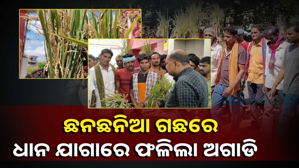 ନାମୀ-ଦାମୀ-କମ୍ପାନୀର-ଧାନ-ବିହନ-ଚାଷ-କରି-ଫସିଲେ-ଚାଷୀ,-ଅଗାଡିକୁ-ଧରି-ଜିଲ୍ଲାପାଳ-ଙ୍କ-ଦ୍ୱାରସ୍ଥ-||knews-odisha