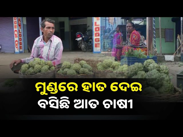 ଉପଯୁକ୍ତ-ବଜାରର-ଅଭାବ-ଯୋଗୁଁ-ଶାଗ-ମାଛ-ଦରରେ-ବିକ୍ରି-କରିବା-ପାଇଁ-ବାଧ୍ୟ-ହେଉଛି-ଆତ-ଚାଷୀ-||knews