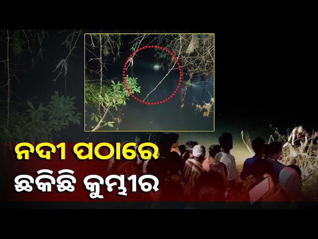 ନଦୀର-ଉପର-ମୁଣ୍ଡକୁ-ଆସିଲା-କୁମ୍ଭୀର,-ଭୟଭୀତ-ଅବସ୍ଥାରେ-ଅଛନ୍ତି-ଗ୍ରାମବାସୀ-||knews-odisha