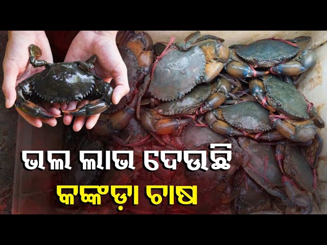 ଅସ୍ତରଙ୍ଗ-ଅଞ୍ଚଳରେ-କଙ୍କଡା-ଚାଷ-ପ୍ରତି-ବଢୁଛି-ଆଗ୍ରହ-,କଙ୍କଡା-ଚାଷ-ସାଜିଛି-ରୋଜଗାରର-ଏକ-ଅନନ୍ୟ-ମାଧ୍ୟମ