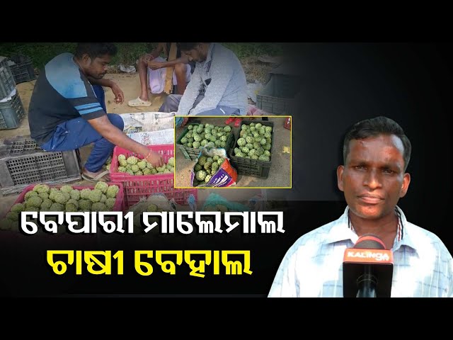 ଅଭାବୀ-ବିକ୍ରିର-ଶିକାର-ହେଉଛନ୍ତି-ଚାଷୀ,-କମ୍-ଦାମରେ-କିଣି-ଅଧିକ-ଦରରେ-ବିକୁଛନ୍ତି-ବେପାରୀ-||knews-odisha