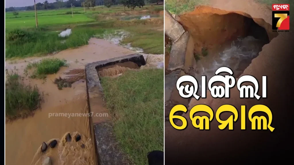 ଭାଙ୍ଗିଲା-ଦେଓ-ନଦୀବନ୍ଧର-ମୁଖ୍ୟ-କେନାଲ,-ଏକର-ଏକର-ଜମିର-ଫସଲ-ନଷ୍ଟ