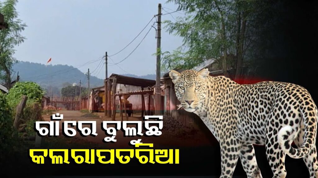 ବୁଦା-ମୂଳରେ-ଛକି-ବସୁଛି,-ସୁଯୋଗ-ପାଇଲେ-ମାଡ଼ି-ବସୁଛି-||knews-odisha