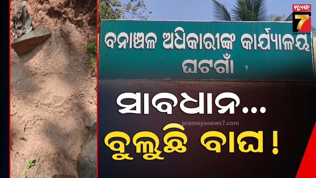 ଘଟଗାଁ-ରେଞ୍ଜରେ-ବୁଲୁଛି-ବାଘ,-ଲୋକଙ୍କୁ-ସତର୍କ-ରହିବାକୁ-ପରାମର୍ଶ