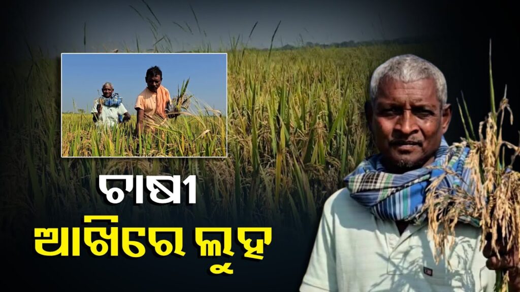 ହାଇବ୍ରିଡ୍-ବିହନ-ଦେଇ-ଭଲ-ଫସଲ-ହେବ-କହିଲେ,-ଏବେ-ରୋଗ-ପୋକ-ଯୋଗୁଁ-ଧାନ-ନଷ୍ଟ-||knews-odisha