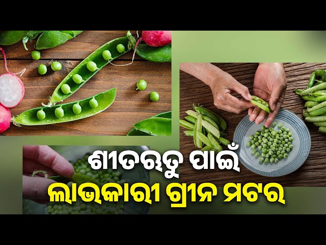ଗ୍ରୀନ-ମଟର-ଖାଇଲେ-ମିଳେ-ଜବରଦସ୍ତ-ଫାଇଦା,ଓଜନ-ହ୍ରାସ-କରିବା-ସହ-ହାର୍ଟ-କୁ-ସୁସ୍ଥ-ରଖେ-||-knews-odisha