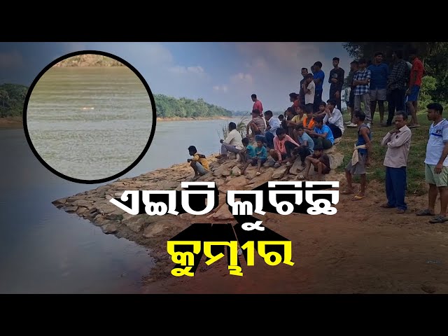 ଖରସ୍ରୋତା-ନଦୀରେ-କୁମ୍ଭୀର-ଆତଙ୍କ,-ଭୟରେ-କଟୁଛି-ଜୀବନ-||-knews-odisha