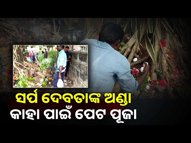 ନାଗ-ଚତୁର୍ଥୀରେ-ଲାଗୁଥିବା-ଅଣ୍ଡା-ଭୋଗ-ଶେଷରେ-କଣ-ହୁଏ-ଦେଖନ୍ତୁ-ଏହି-ଭିଡିଓରେ-||knews-odisha