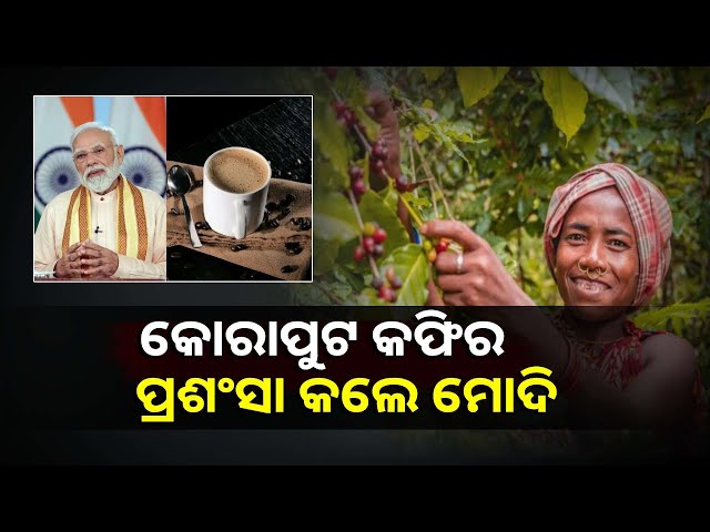 ପ୍ରଧାନମନ୍ତ୍ରୀଙ୍କ-ମୁହଁରେ-କୋରାପୁଟ-କଫିର-ପ୍ରଶଂସା-ପରେ-ପୁରା-ଜିଲ୍ଲାରେ-ଖେଳି-ଯାଇଛି-ଖୁସିର-ଲହରୀ-||knews-odisha