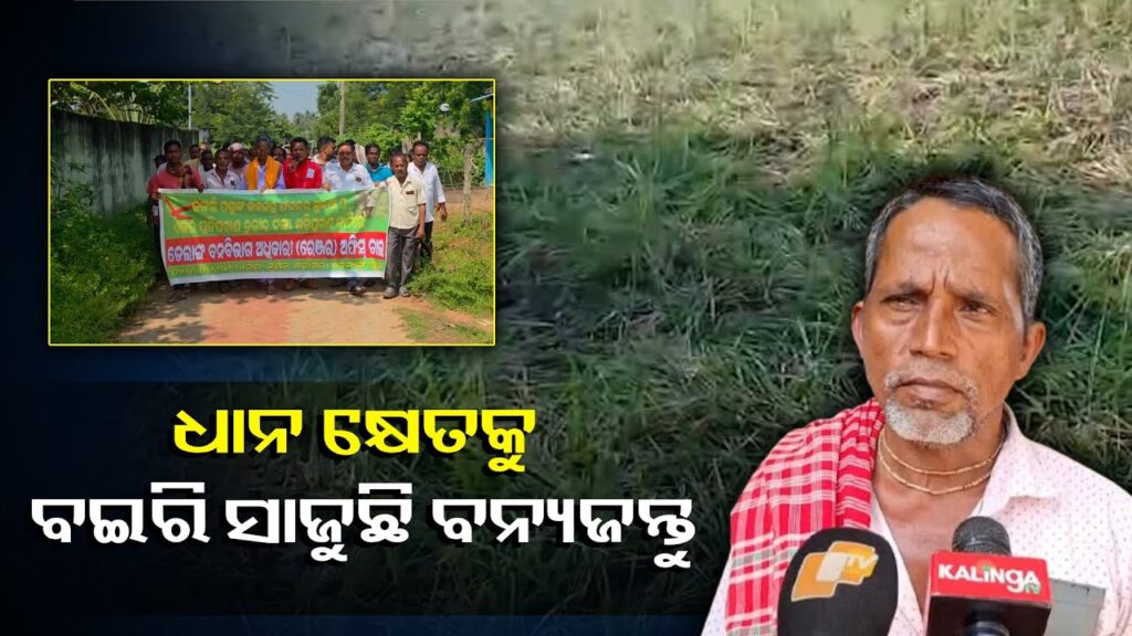 ଦିନେ-କି-ଦୁଇ-ଦିନ-ନୁହେଁ-ମାସାଧିକ-କାଳ-ଧରି-ପାଚିଲା-ଧାନ-କ୍ଷେତକୁ-ନଷ୍ଟ-କରୁଛି-ବନ୍ୟ-ଜନ୍ତୁ-||knews-odisha