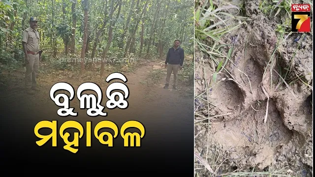 ଗାଁ-ନିକଟ-ଜଙ୍ଗଲରେ-ମହାବଳ-ବାଘ-ବୁଲୁଛି,-ଲୋକେ-ଆତଙ୍କିତ