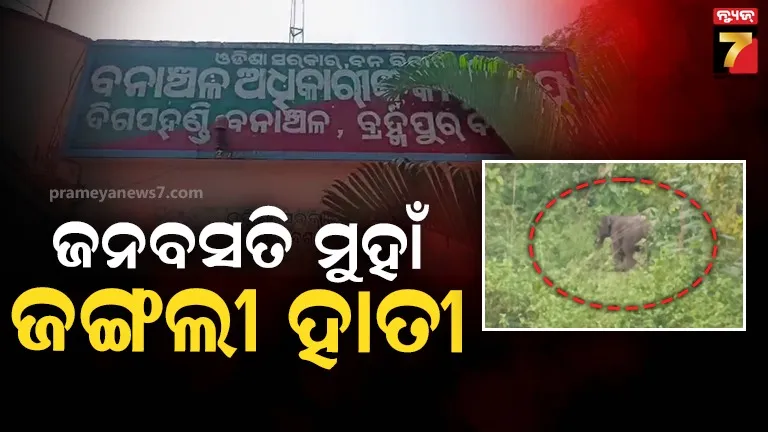 ଖାଦ୍ୟ-ଓ-ପାନୀୟ-ଜଳ-ପାଇଁ-ଗାଁମୁହାଁ-ଚାରି-ଟିକିଆ-ହାତୀ-ପଲ,-ଚାଷୀଙ୍କୁ-ସୁରକ୍ଷା-ଦେବାରେ-ବନ-ବିଭାଗ-ବିଫଳ-ଅଭିଯୋଗ