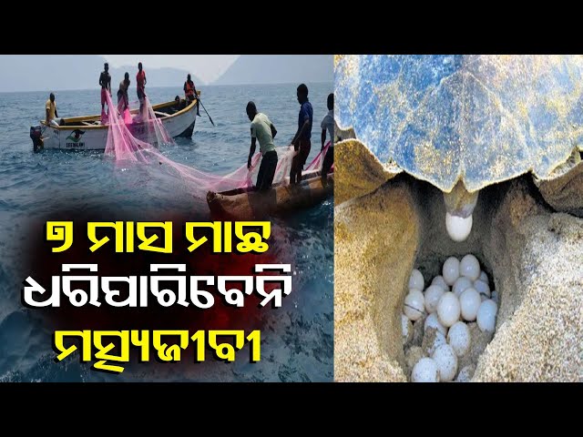 ବିରଳ-ଅଲିଭ୍-ରିଡଲେ-କଇଁଛଙ୍କ-ସୁରକ୍ଷା-ପାଇଁ-୭-ମାସ-ସରକାରୀ-କଟକଣା-||-knews-odisha