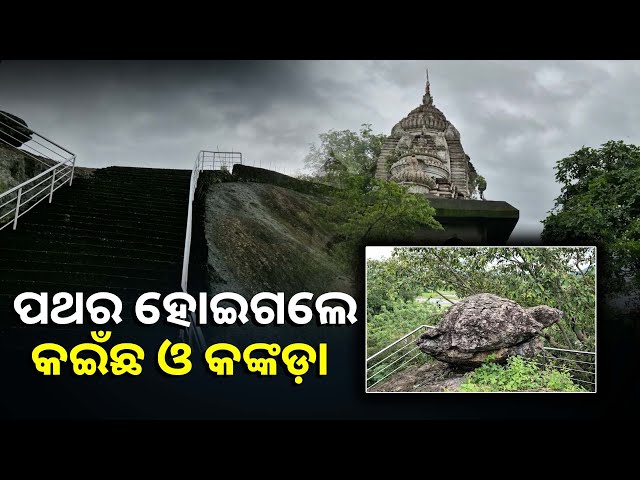 ବିରାଟକାୟ-କଙ୍କଡା-ପଥର-ଉପରେ-ବସିଛି-କଇଁଛ-ଆଉ-ଖଣ୍ଡଖଣ୍ଡ-ହୋଇ-ଝୁଲି-ରହିଛି-ସାପ,-ଜାଣନ୍ତୁ-କାହିଁକି?-||knews-odisha