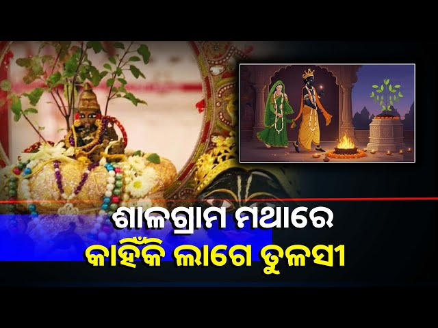 ପଞ୍ଚୁକରେ-ଶାଳଗ୍ରାମଙ୍କ-ବିବାହ-ତୁଳସୀ-ମାତାଙ୍କ-ସହିତ-ହୋଇଥାଏ-||knews-odisha