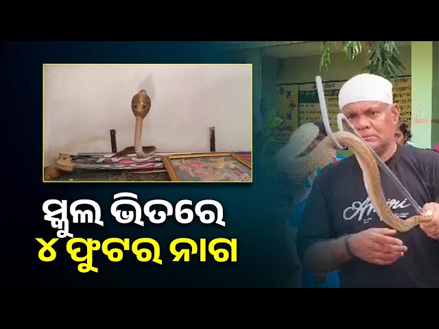 ସ୍କୁଲ-ଅଫିସ୍-ଭିତରେ-ଲୁଚି-ରହିଥିଲା-ବିରାଟ-ନାଗ,-ଲୋକ-ଦେଖି-ଟେକିଲା-ଫଣା-||knews-odisha