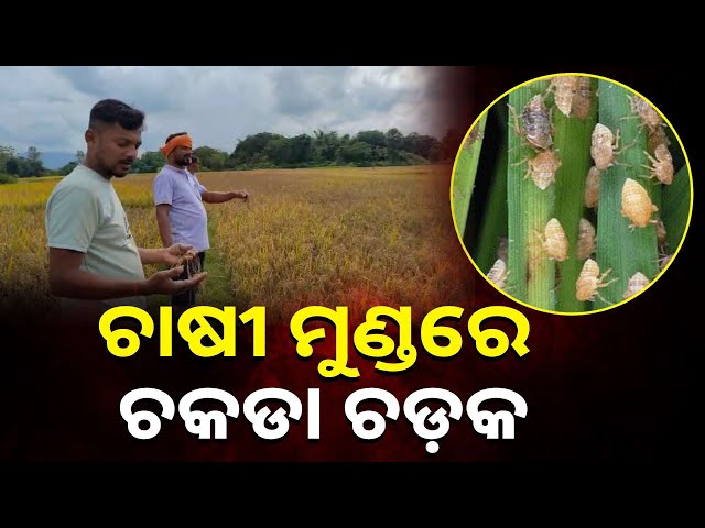 ଚକଡା-ପୋକ-ଦାଉରୁ-ନିସ୍ତାର-ପାଉନାହାନ୍ତି-ଚାଷୀ-||-knews-odisha