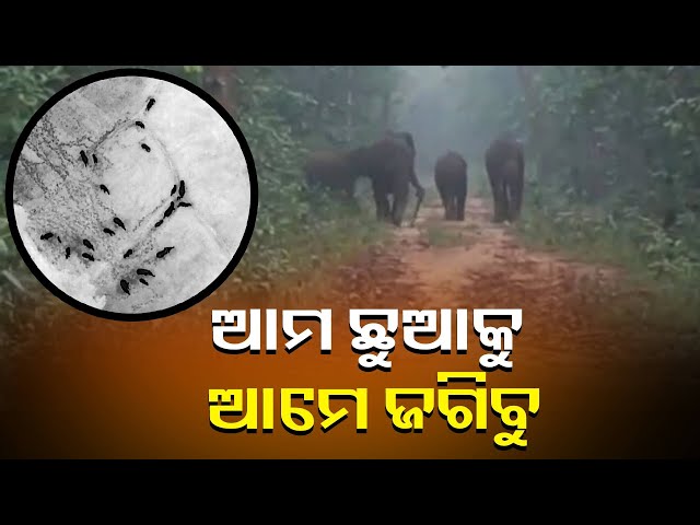 ହାତୀ-ଶାବକକୁ-ଘେରି-ରହିଛନ୍ତି-୨୦-ଟିକିଆ-ହାତୀପଲ,-ଦିନରାତି-ଜଗିରହି-ଦେଉଛନ୍ତି-ସୁରକ୍ଷା-||-knews-odisha
