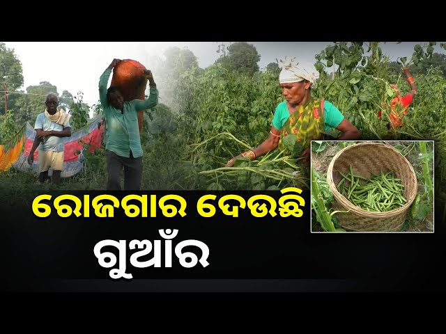 ଧାନ-ଚାଷ-ଛାଡି-ଚାଷୀ-କରୁଛନ୍ତି-ଗୁଆଁର-ଚାଷ,-ସ୍ୱାବଲମ୍ବି-ହୋଇଛନ୍ତି-ଚାଷୀ-||knews-odisha