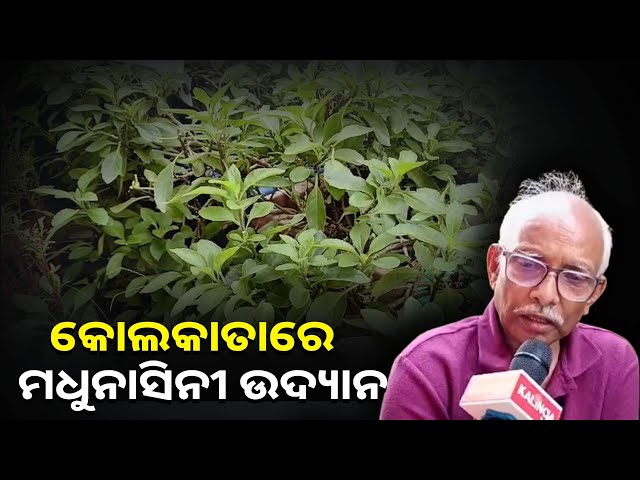 ମଧୁମେହ-ରୋଗୀ-ଙ୍କ-ପାଇଁ-ହୋଇଛି-ବରଦାନ-||knews-odisha