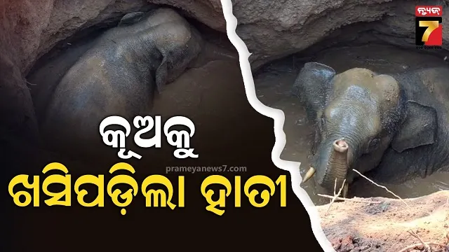 କୂଅକୁ-ଖସିପିଡ଼ିଲା-ହାତୀ,-ବନ-ବିଭାଗ-ପକ୍ଷରୁ-ଉଦ୍ଧାର-ପାଇଁ-ଉଦ୍ୟମ