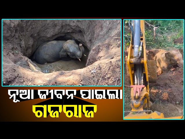 କୂଅରେ-ପଡ଼ିଥିଲା-ହାତୀ,-ଉଦ୍ଧାର-କଲା-ବନବିଭାଗ-||-knews-odisha