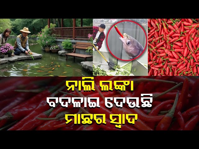 ଲଙ୍କା-ଖିଆ-ମାଛଙ୍କ-କାହାଣୀ-:-ରାଗ-ଲଙ୍କା-ଖାଇଲେ-ଏ-ସବୁ-ମାଛର-ରଙ୍ଗ-ଓ-ସ୍ବାଦ-ବଢ଼ି-ଯାଉଛି-||-knews-odisha